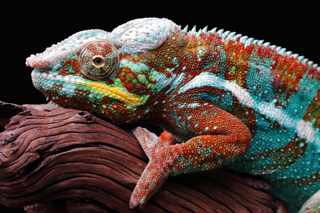 chameleon