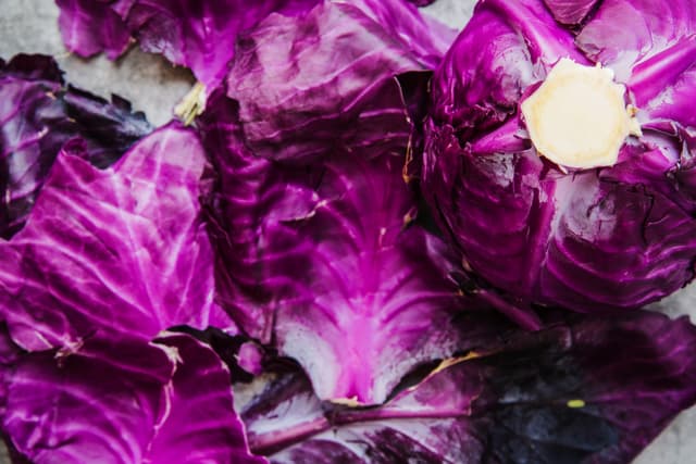 purple cabbage